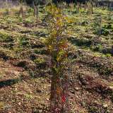 ...quello in cui alla fine dell�anno scorso sono stati piantati mille alberi nell�ambito della campagna nazionale �Mosaico verde�, volta alla riqualificazione di aree urbane ed extraurbane